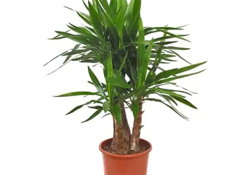 Yucca elephantipes