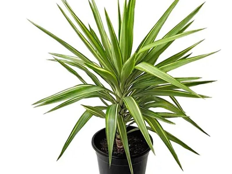 Yucca variegata
