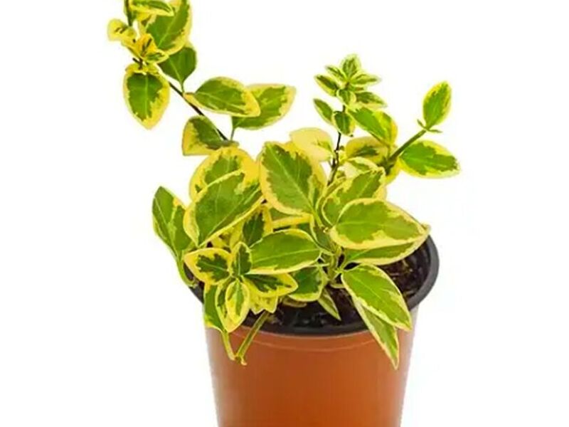 Vinca variegata