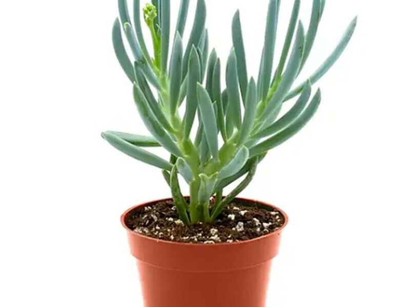 Senecio mandraliscae