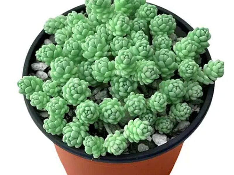 Sedum Dasyphyllum