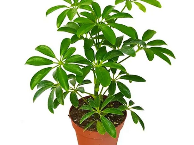 Schefflera arboricola