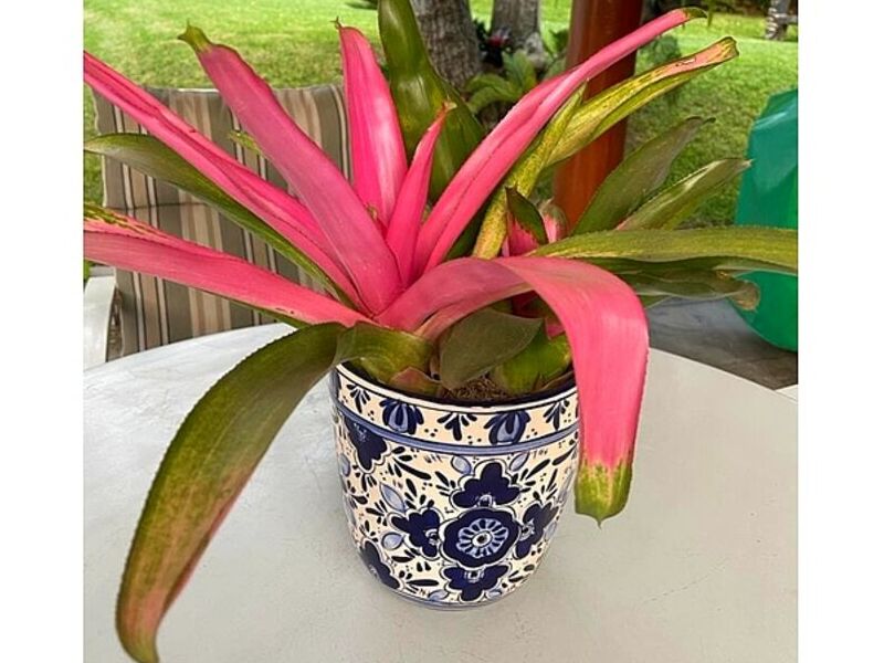 MACETA CERAMICA PIURA