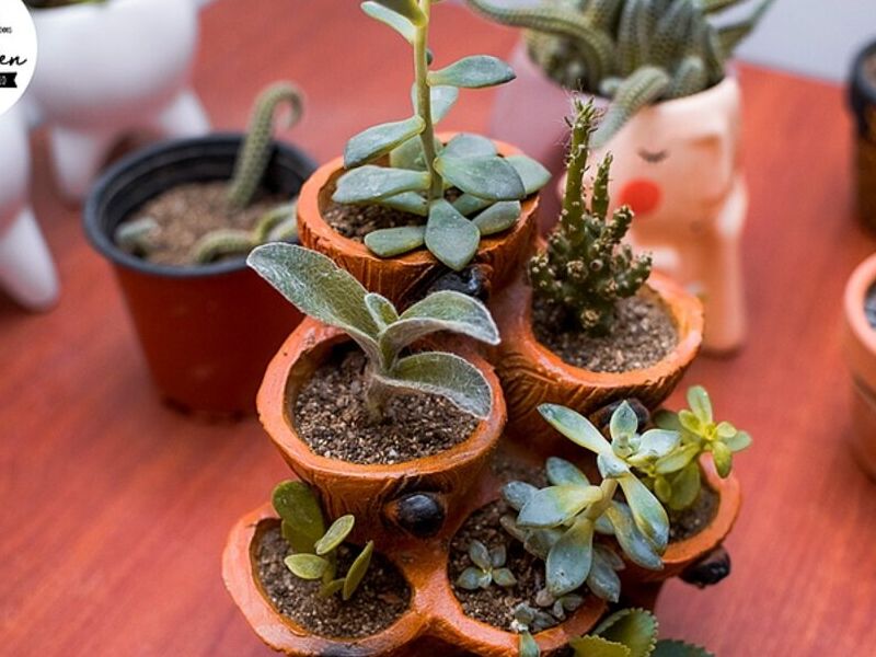 PLANTAS INTERIOR PERU