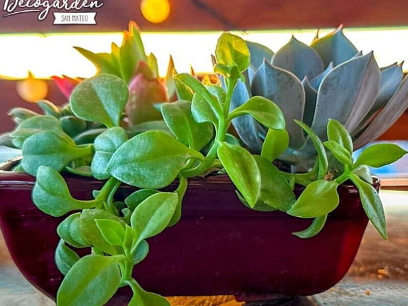 PLANTAS INTERIOR CUSCO