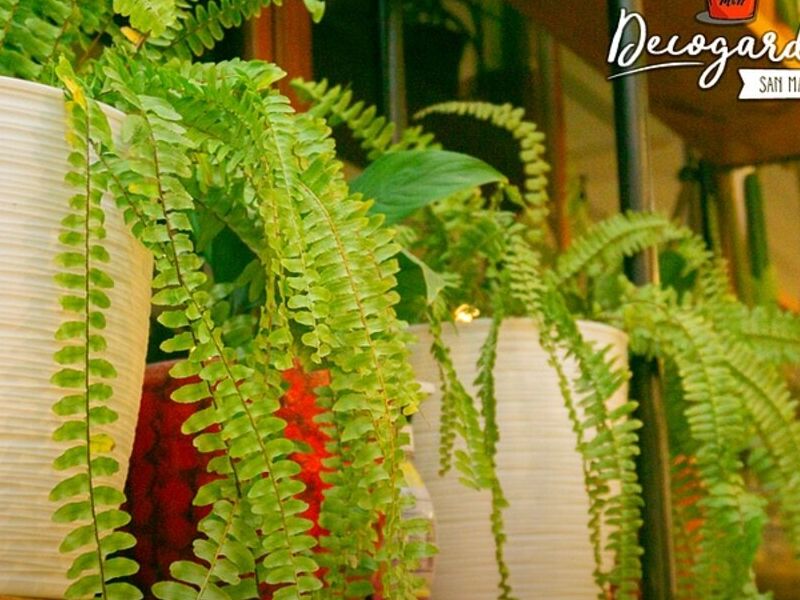 PLANTAS INTERIOR ICA