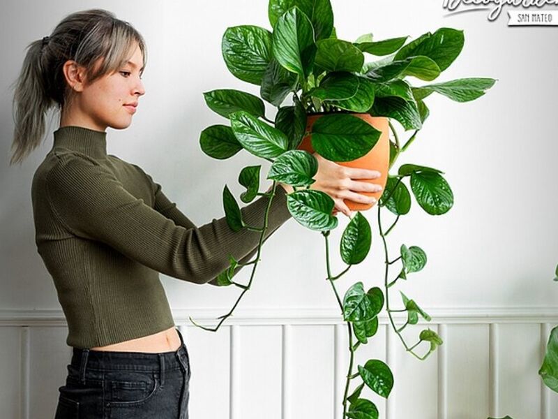PLANTAS INTERIOR CALLAO