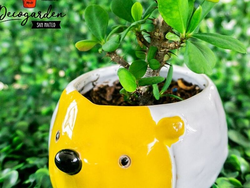 PLANTAS INTERIOR TUMBES