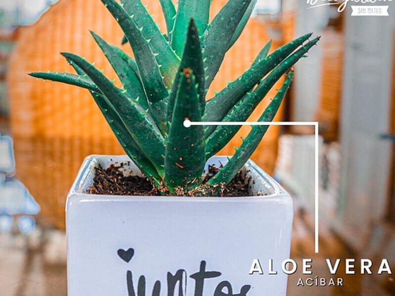PLANTAS INTERIOR TRUJILLO