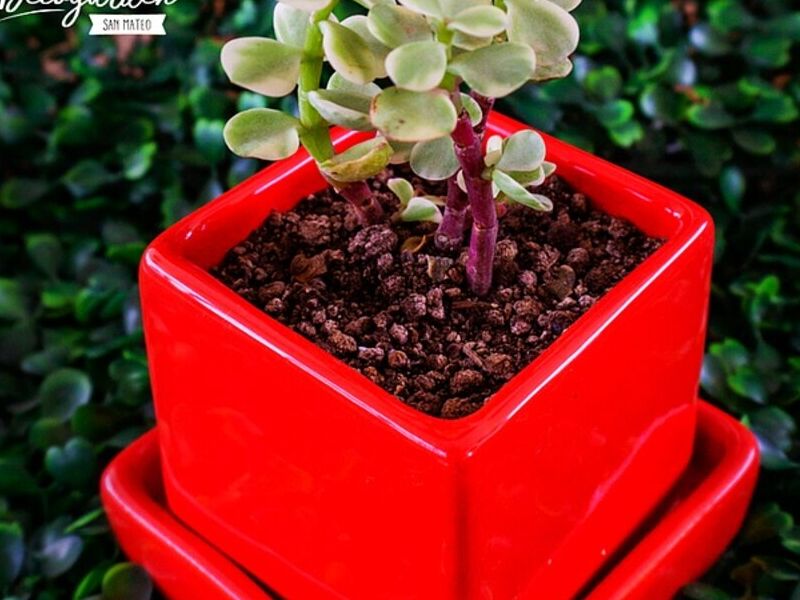 PLANTAS INTERIOR PIURA