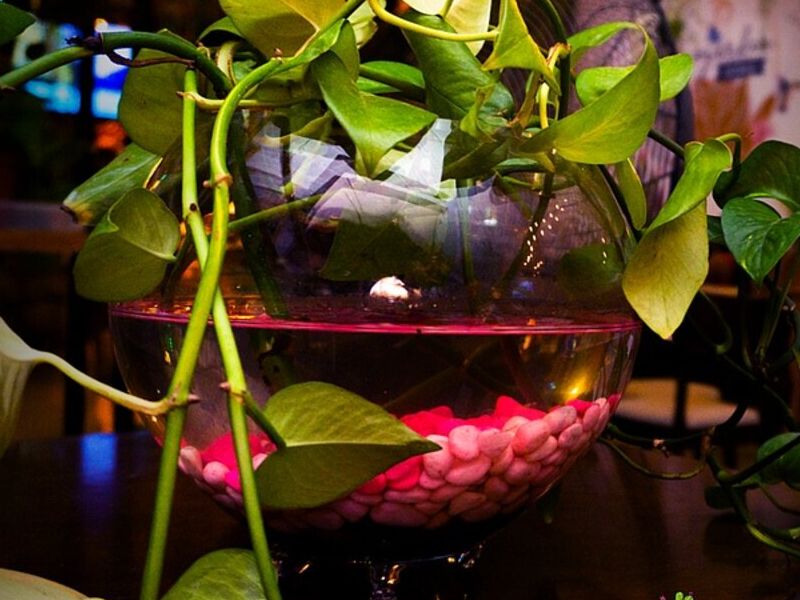 PLANTAS INTERIOR PUNO