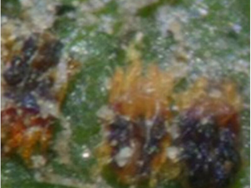 Insecticida Contrac Perú