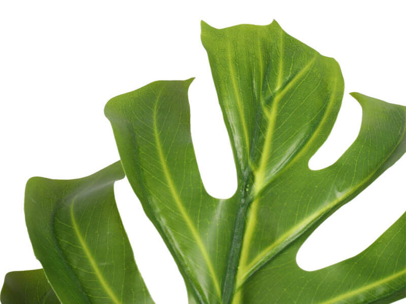 Monstera - 85 cms Instagreen Lima