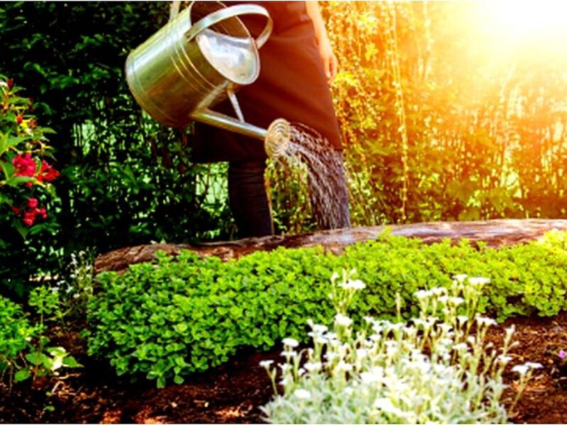 Cuidado de Jardines Perú