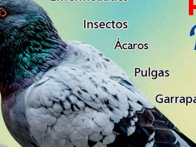 fumigación palomas Perú