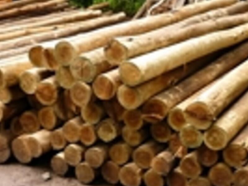 Postes Eucalipto Perú Grupo Forestal