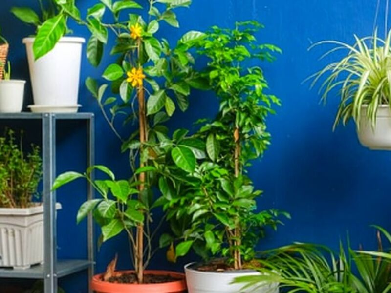 Venta de Plantas de Ornato PERU
